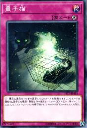 量子猫(19TP-415)